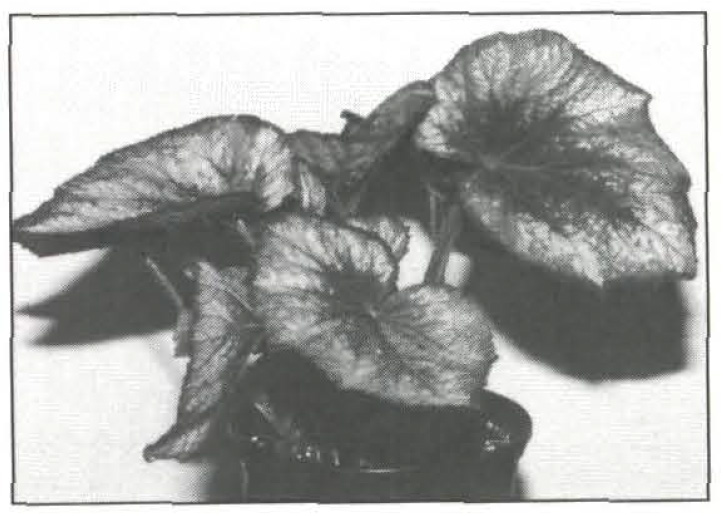B. ‘Chipo Granite’